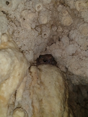 Craugastor yucatanensis