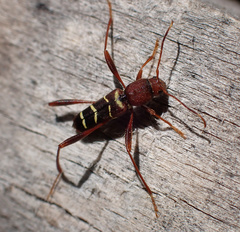 Neoclytus acuminatus