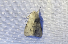 Acronicta innotata
