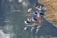 Himantopus himantopus