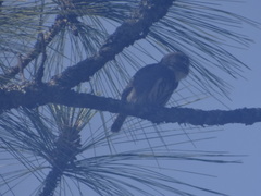 Glaucidium