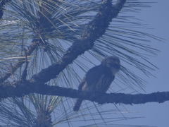 Glaucidium