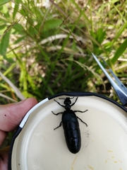 Meloe brevicollis