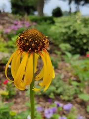 Echinacea paradoxa paradoxa