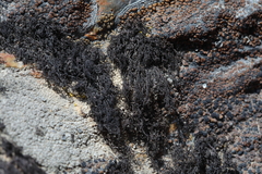 Pseudephebe pubescens