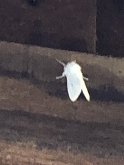 Spilosoma vestalis