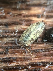 Porcellio scaber