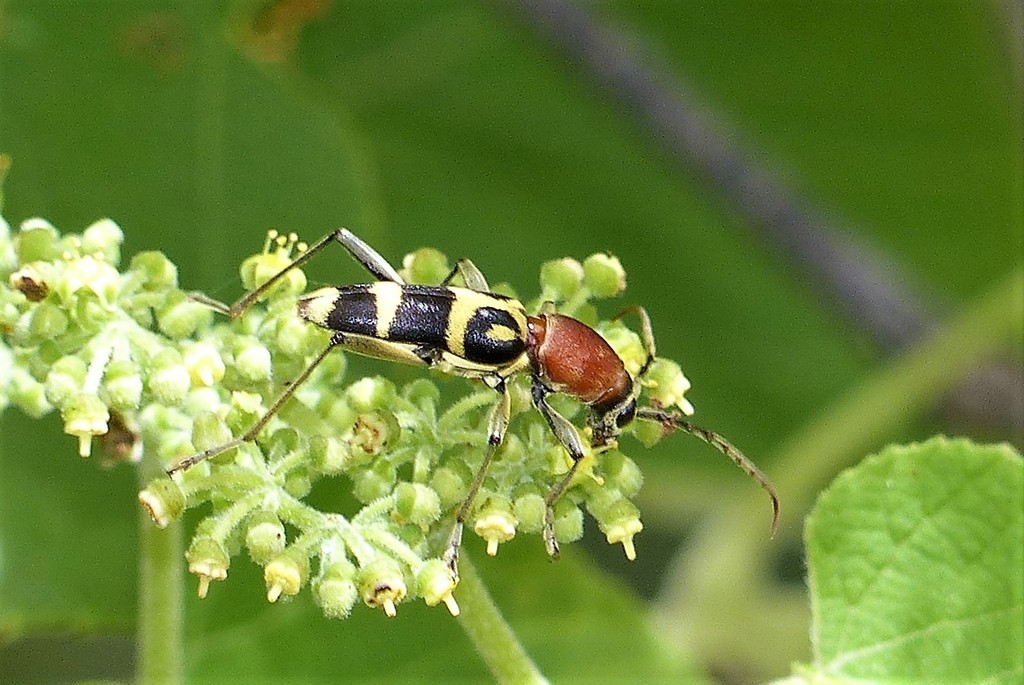 Chlorophorus rubricollis