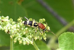 Chlorophorus rubricollis
