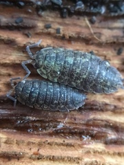 Porcellio scaber