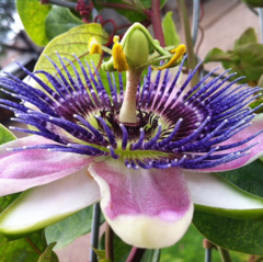 Passiflora alata × caerulea