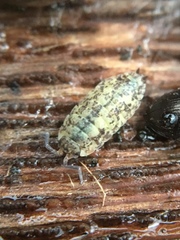 Porcellio scaber
