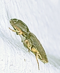 Heteroderes amplicollis