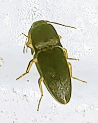 Heteroderes amplicollis