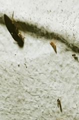 Heteroderes amplicollis