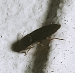 Heteroderes amplicollis