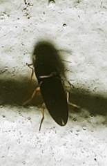 Heteroderes amplicollis