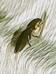 Heteroderes amplicollis