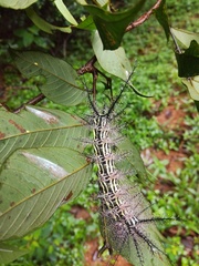 Pseudautomeris latus