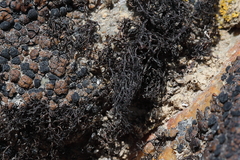 Pseudephebe pubescens