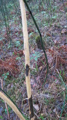 Capreolus