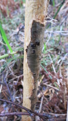 Capreolus
