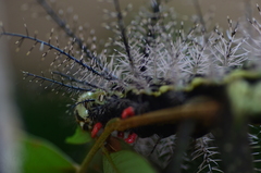 Pseudautomeris latus