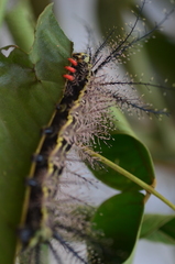 Pseudautomeris latus