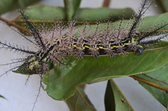 Pseudautomeris latus