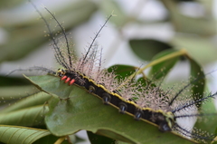 Pseudautomeris latus