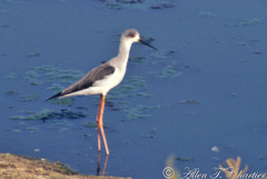 Himantopus himantopus