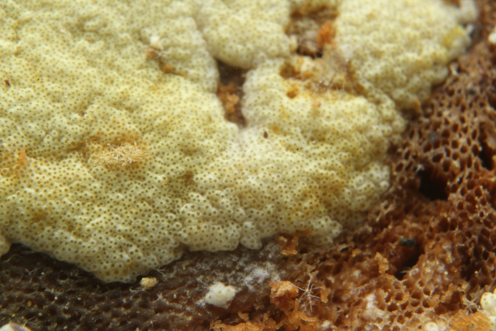 Trichoderma fomiticola
