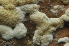 Trichoderma fomiticola