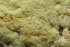 Trichoderma fomiticola