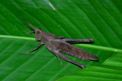Colpolopha obsoleta