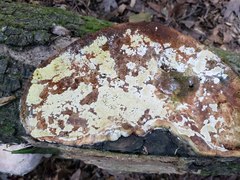 Trichoderma fomiticola