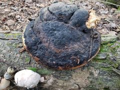 Trichoderma fomiticola