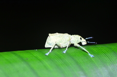 Rhigus speciosus