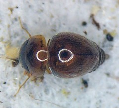 Clambidae
