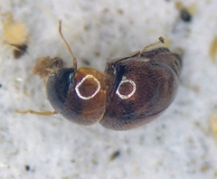 Clambidae