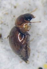 Clambidae