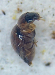 Clambidae