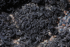 Pseudephebe pubescens