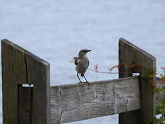Mimus polyglottos image