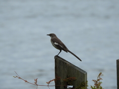 Mimus polyglottos image