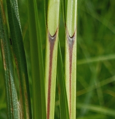 Carex trichocarpa
