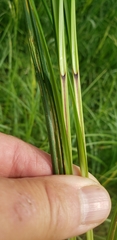 Carex trichocarpa