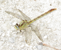 Arigomphus lentulus