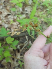 Carex straminea
