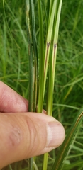 Carex trichocarpa